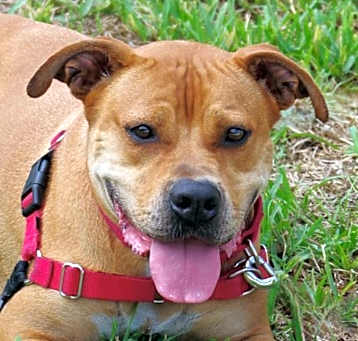 Photo of Dante