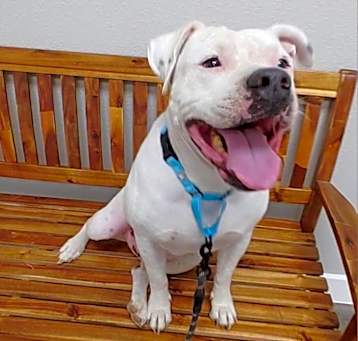 Photo of Buddy