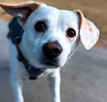 Photo of Pickles