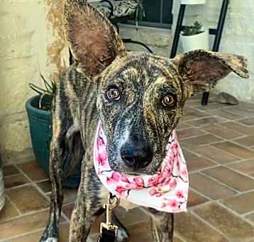 Photo of Tikki