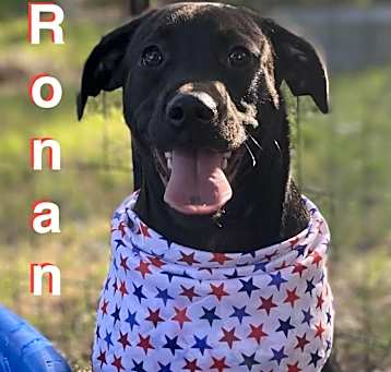 Photo of Ronan