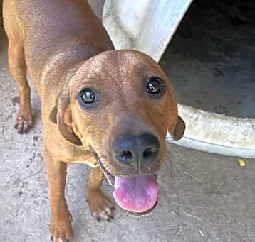 Photo of Champ