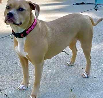 Photo of Henrietta