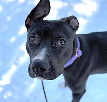 Photo of Petunia