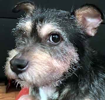 Photo of Rufus is very sweet