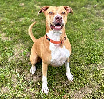 Photo of Willow