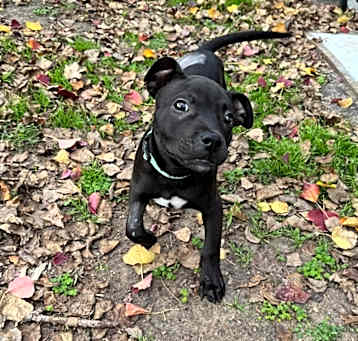 Photo of BeeBee