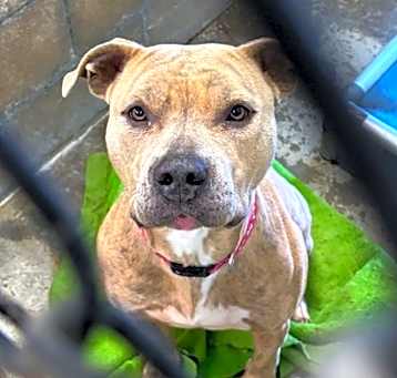 Photo of Dixie