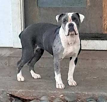 Photo of Bella