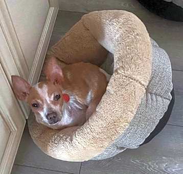 Photo of Fancy