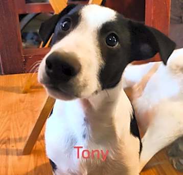 Photo of Tony