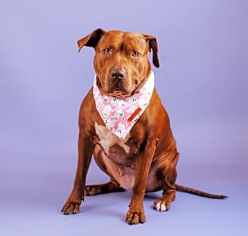 Photo of Honey