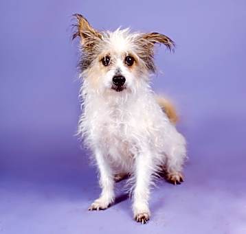 Photo of Polo