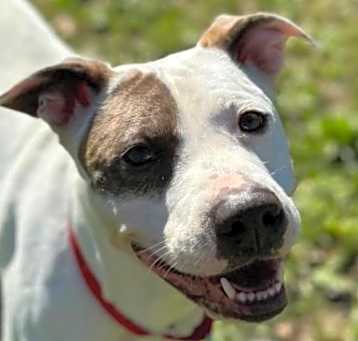 Photo of Rosie