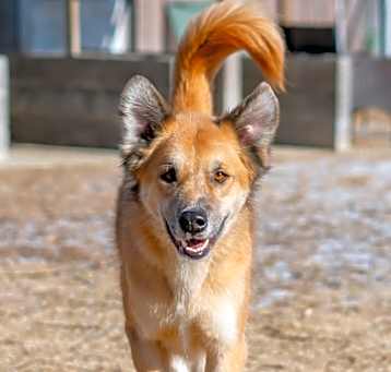Photo of Bear