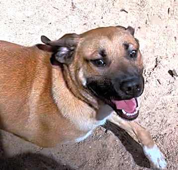 Photo of Bruno