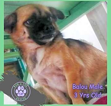 Photo of Balou