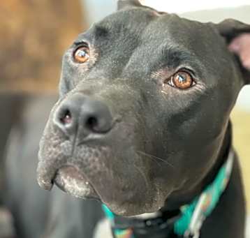 Photo of Gino