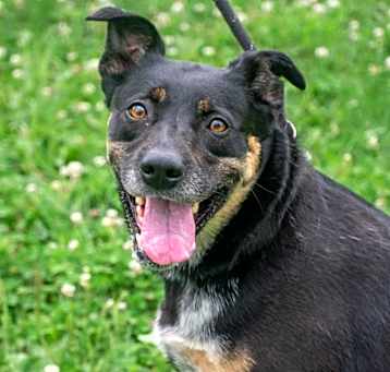 Photo of Stella