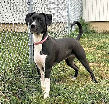 Photo of Onyx
