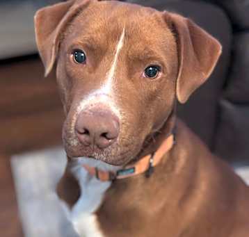 Photo of Comet