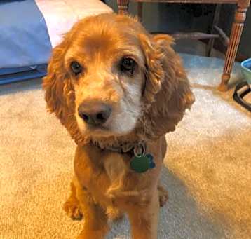 Photo of Henry