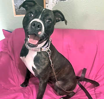 Photo of Luna