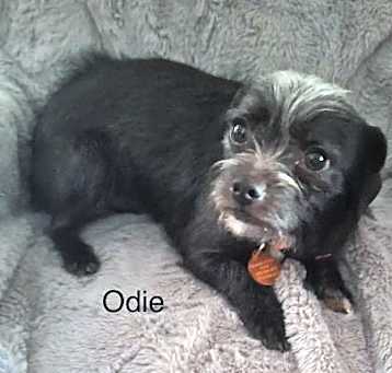 Photo of Odie