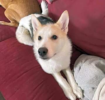 Photo of Cotton