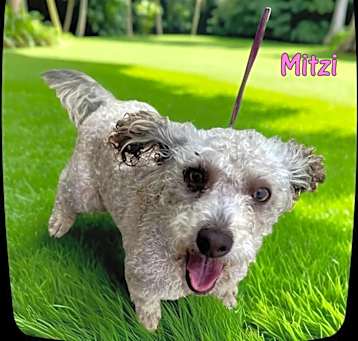 Photo of Mitzi