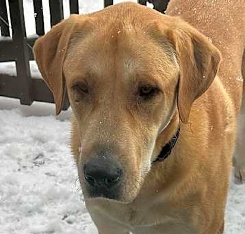 Photo of Sadie - Trego