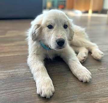 Photo of Fez - Male Puppy