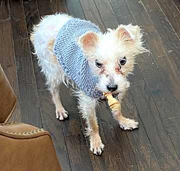 Photo of Romeo