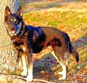 Photo of DODGER