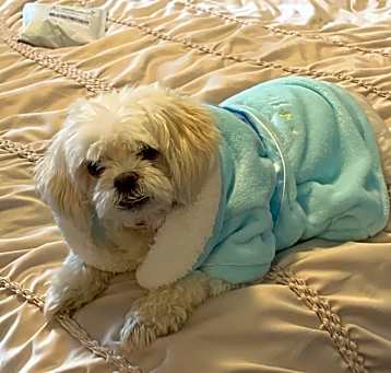 Photo of Willow