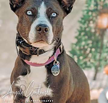 Photo of ZURI    HUSKY MIX....