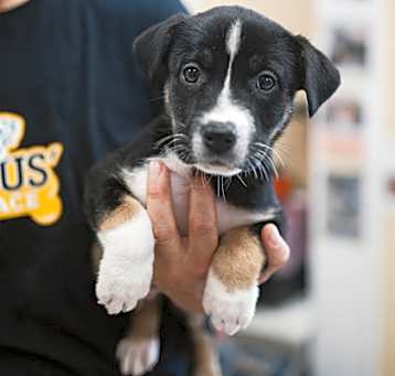 Photo of Bruno IN FOSTER