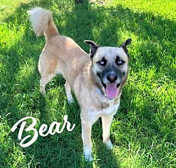 Photo of Bear #ice-blue-eyes