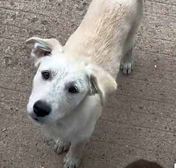 Photo of Nellie (Nova pup) in foster