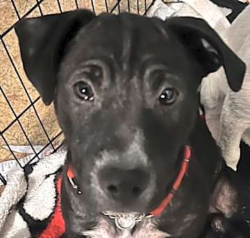 Photo of Nadia (Nova pup) in foster