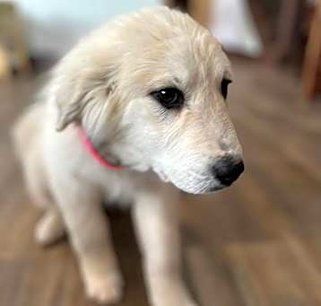 Photo of Kitty -Female Puppy