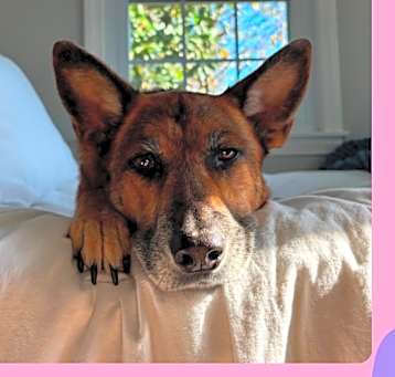 Photo of Sadie