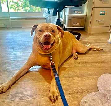 Photo of Winston (Danny Boy)