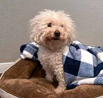 Photo of Boo