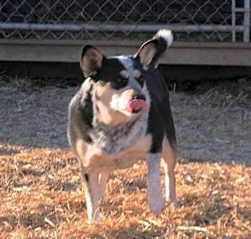 Photo of Ebony
