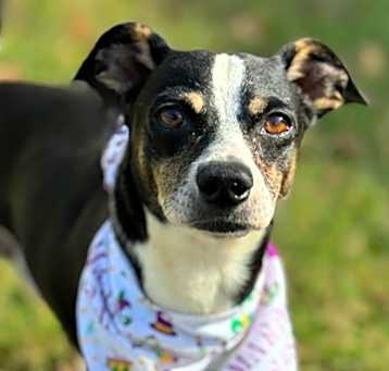 Photo of Buddy