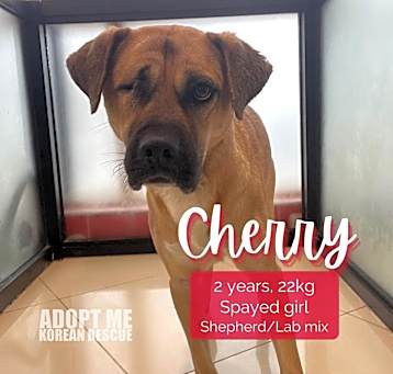 Photo of Cherry