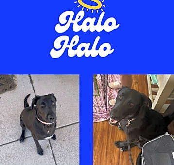 Photo of Halo