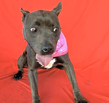 Photo of Pippy