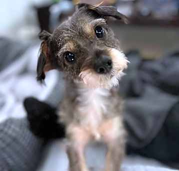 Photo of Max